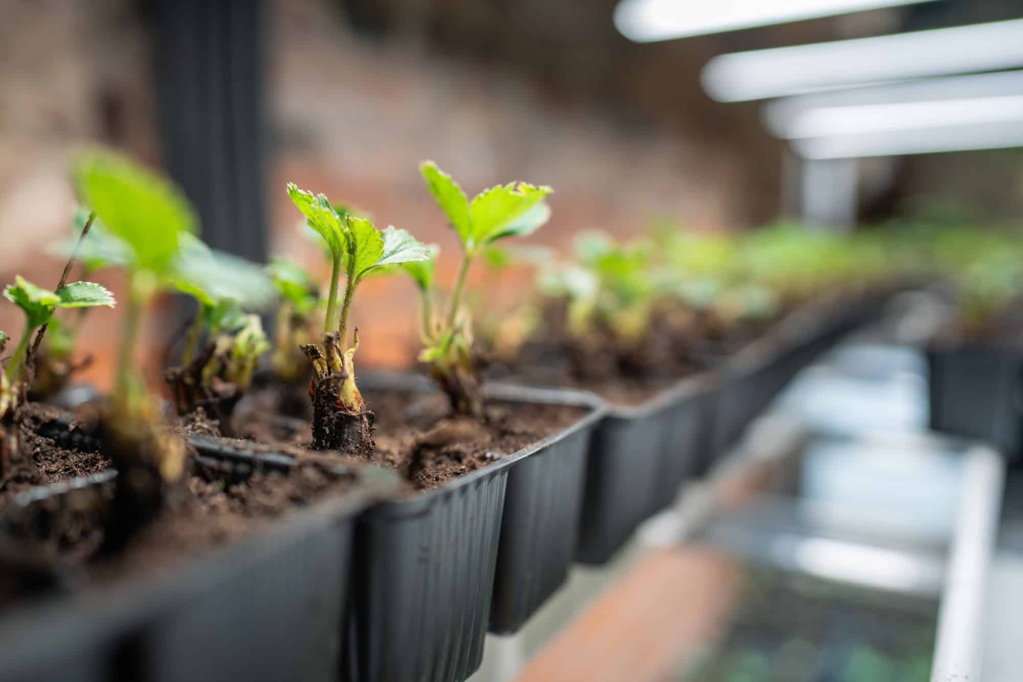 Close-up of young green seedlings growing in trays, symbolizing renewal and growth